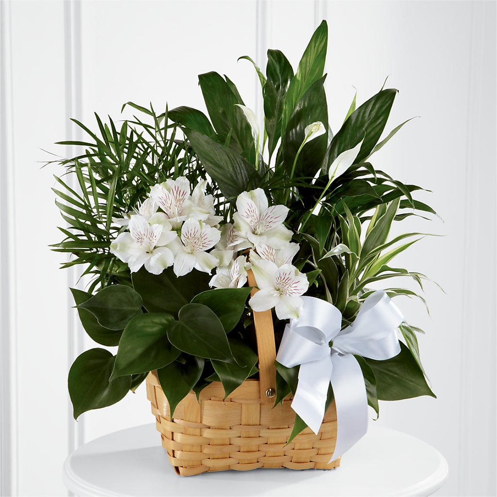 Peace & Serenity Dishgarden – LESLIE'S FLOWERS & PARTY SUPPLIES, Howell NJ