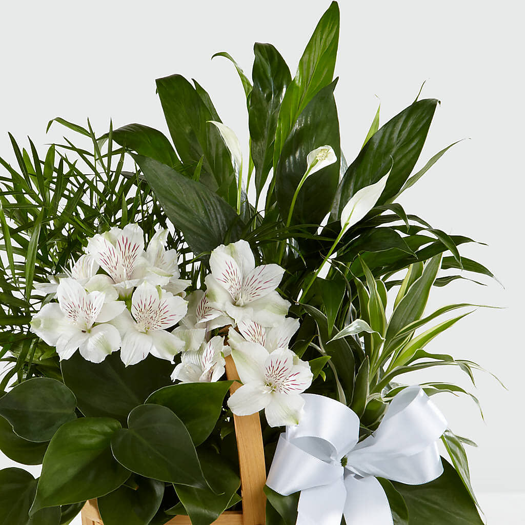 Peace & Serenity Dishgarden – LESLIE'S FLOWERS & PARTY SUPPLIES, Howell NJ
