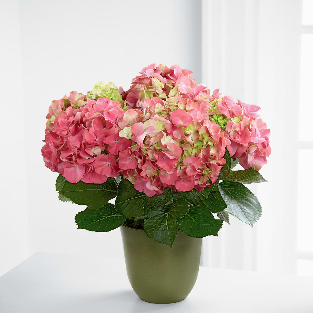 Pink Hydrangea Planter – LESLIE'S FLOWERS & PARTY SUPPLIES, Howell NJ