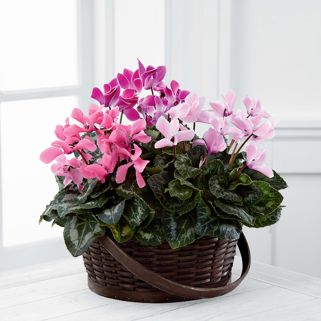 Mixed Cyclamen Planter – LESLIE'S FLOWERS & PARTY SUPPLIES, Howell NJ
