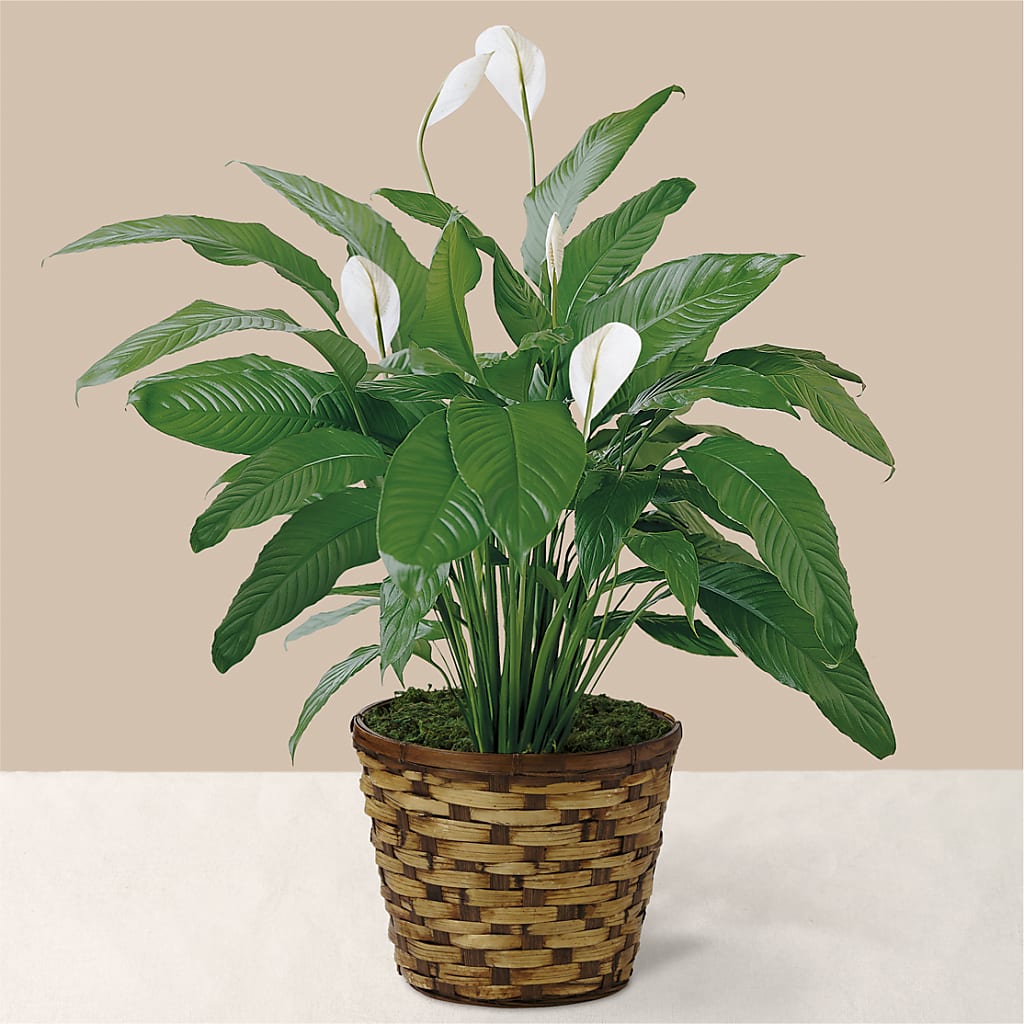 Tranquil Moments Peace Lily Plant – LESLIE'S FLOWERS & PARTY SUPPLIES, Howell NJ