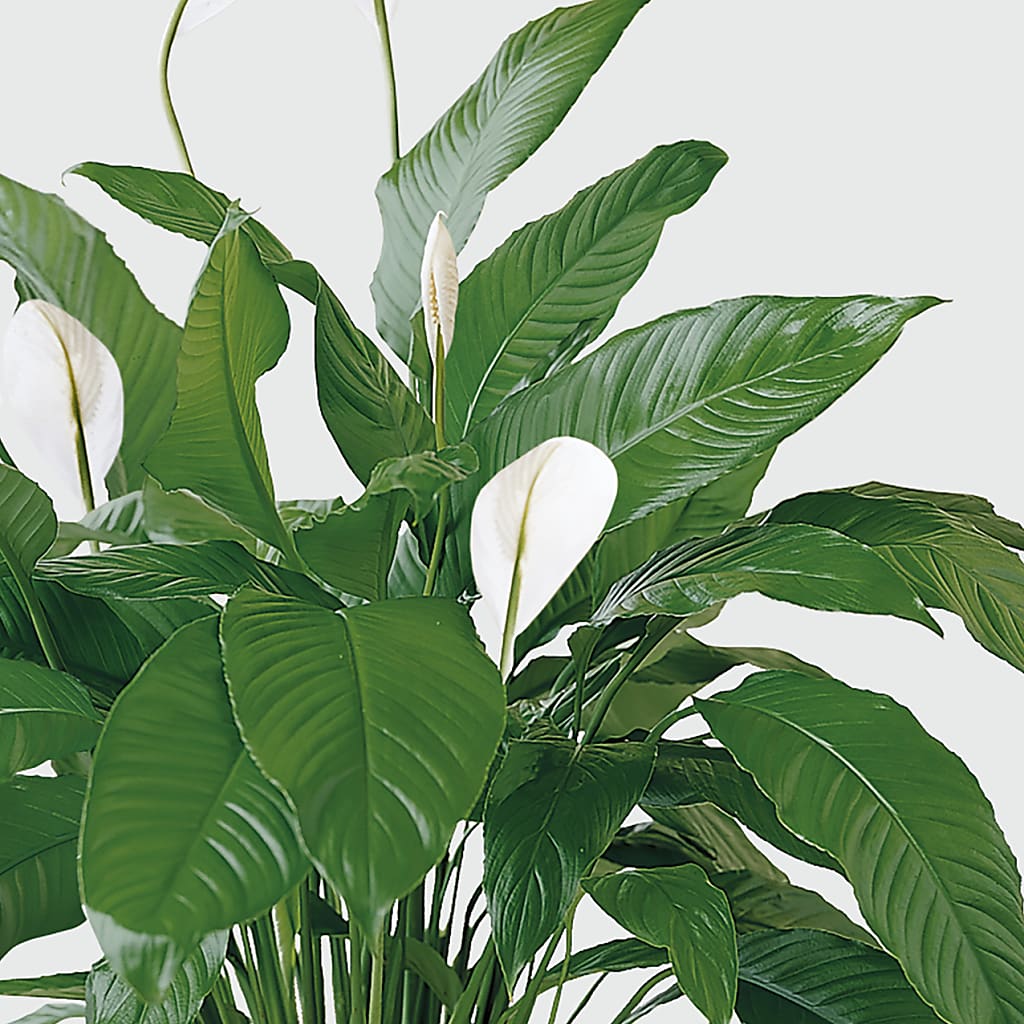 Tranquil Moments Peace Lily Plant – LESLIE'S FLOWERS & PARTY SUPPLIES, Howell NJ