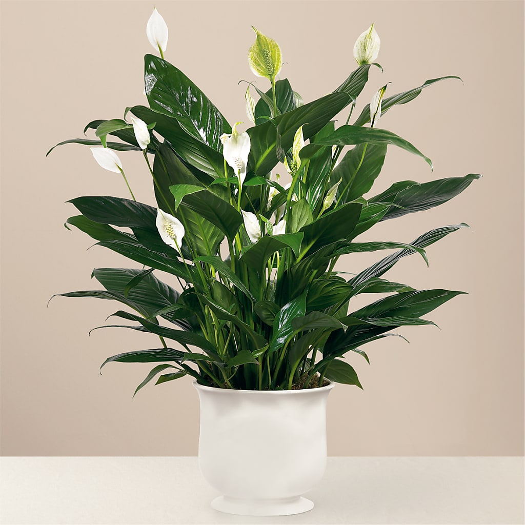Comfort Planter – LESLIE'S FLOWERS & PARTY SUPPLIES, Howell NJ