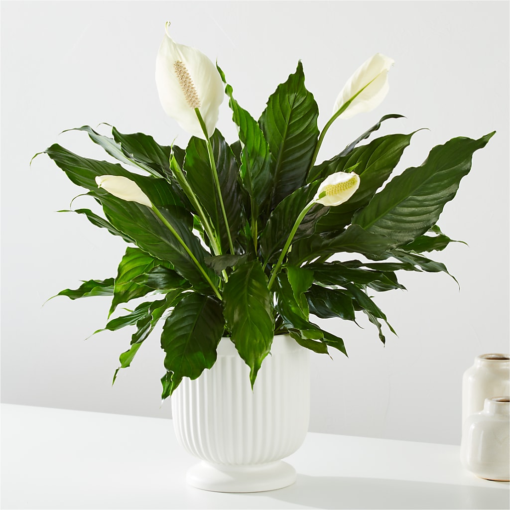 Comfort Planter – LESLIE'S FLOWERS & PARTY SUPPLIES, Howell NJ