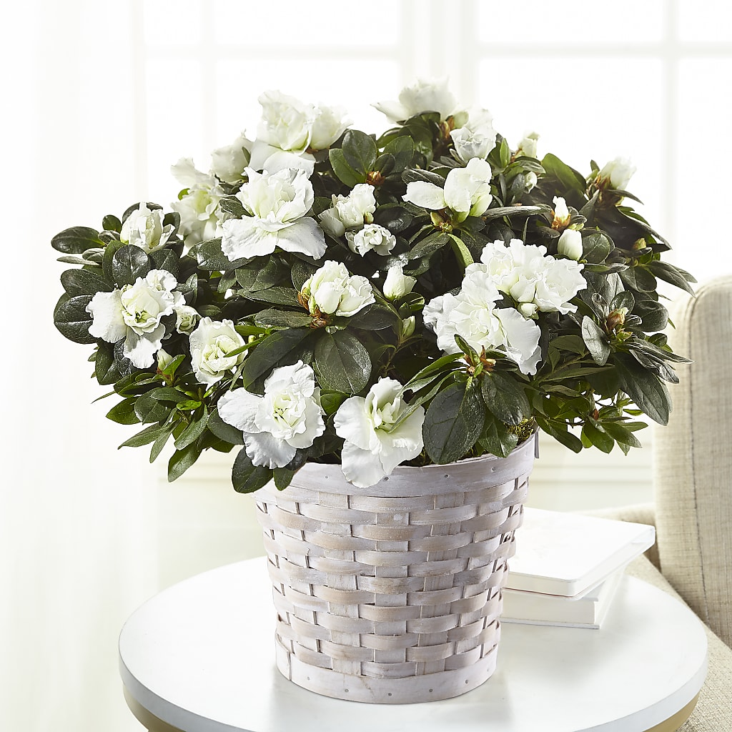 White Azalea Plant – LESLIE'S FLOWERS & PARTY SUPPLIES, Howell NJ