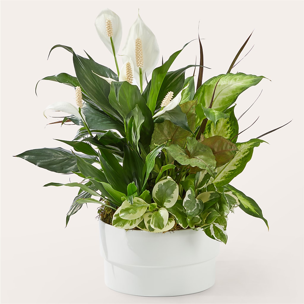 Radiating Positivity Dishgarden – LESLIE'S FLOWERS & PARTY SUPPLIES, Howell NJ
