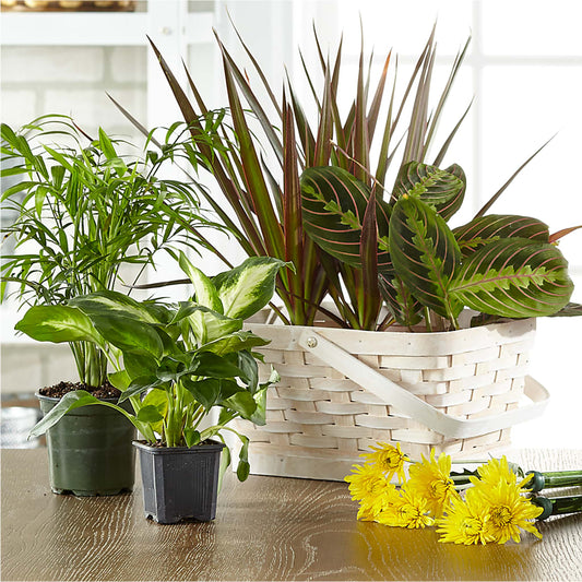 Florist Designed Blooming and Green Plants in a Basket – LESLIE'S FLOWERS & PARTY SUPPLIES, Howell NJ