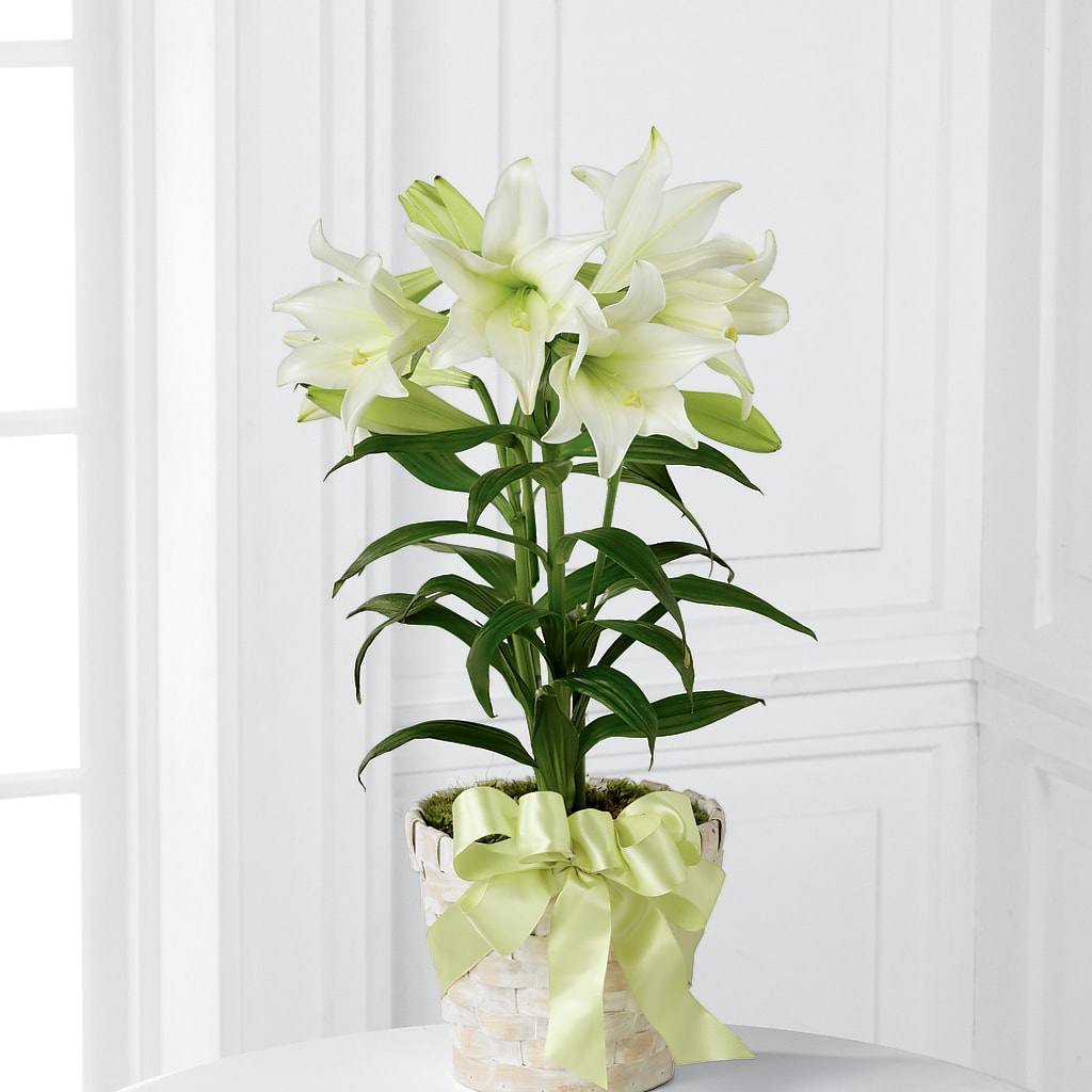 Easter Lily Plant – LESLIE'S FLOWERS & PARTY SUPPLIES, Howell NJ