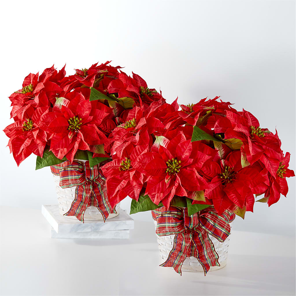 Happiest Holidays Poinsettia Bundle – LESLIE'S FLOWERS & PARTY SUPPLIES, Howell NJ