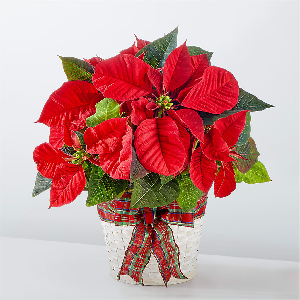 Happiest Holidays Poinsettia – LESLIE'S FLOWERS & PARTY SUPPLIES, Howell NJ