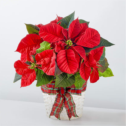 Happiest Holidays Poinsettia – LESLIE'S FLOWERS & PARTY SUPPLIES, Howell NJ