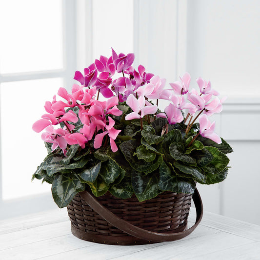 Mixed Cyclamen Planter – LESLIE'S FLOWERS & PARTY SUPPLIES, Howell NJ