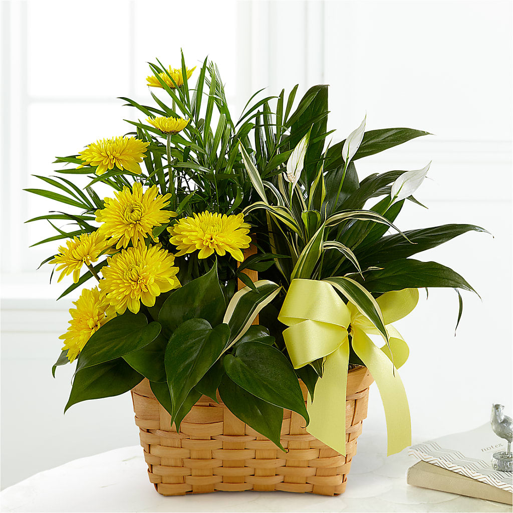 Loving Light Dishgarden – LESLIE'S FLOWERS & PARTY SUPPLIES, Howell NJ