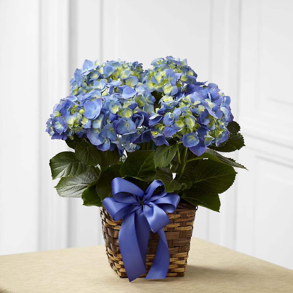 Blue Hydrangea Planter – LESLIE'S FLOWERS & PARTY SUPPLIES, Howell NJ