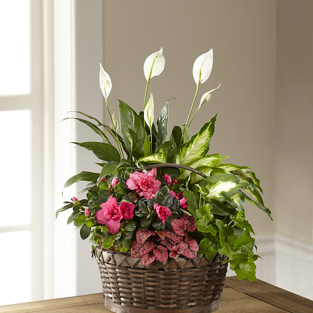 Dream in Pink Dishgarden – LESLIE'S FLOWERS & PARTY SUPPLIES, Howell NJ