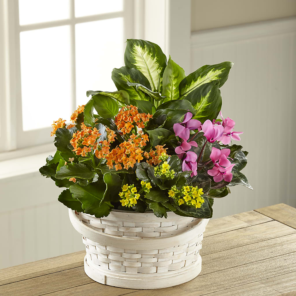 Color Crush Dishgarden – LESLIE'S FLOWERS & PARTY SUPPLIES, Howell NJ