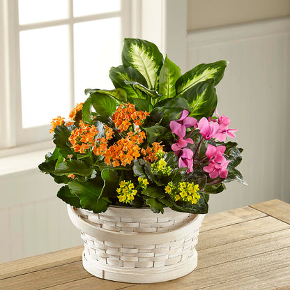 Color Crush Dishgarden – LESLIE'S FLOWERS & PARTY SUPPLIES, Howell NJ