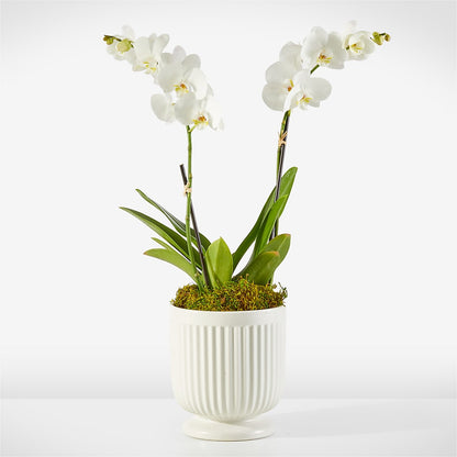 Whispering White Orchid – LESLIE'S FLOWERS & PARTY SUPPLIES, Howell NJ