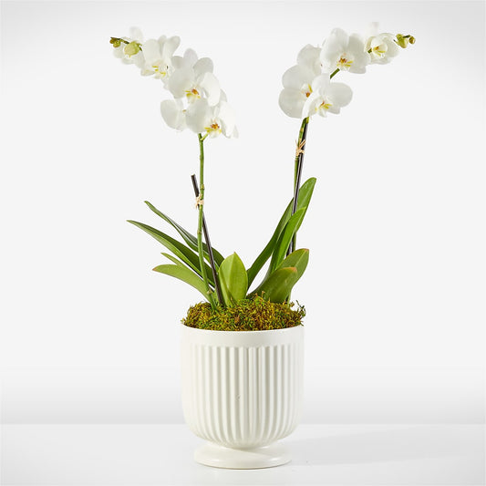 Whispering White Orchid – LESLIE'S FLOWERS & PARTY SUPPLIES, Howell NJ