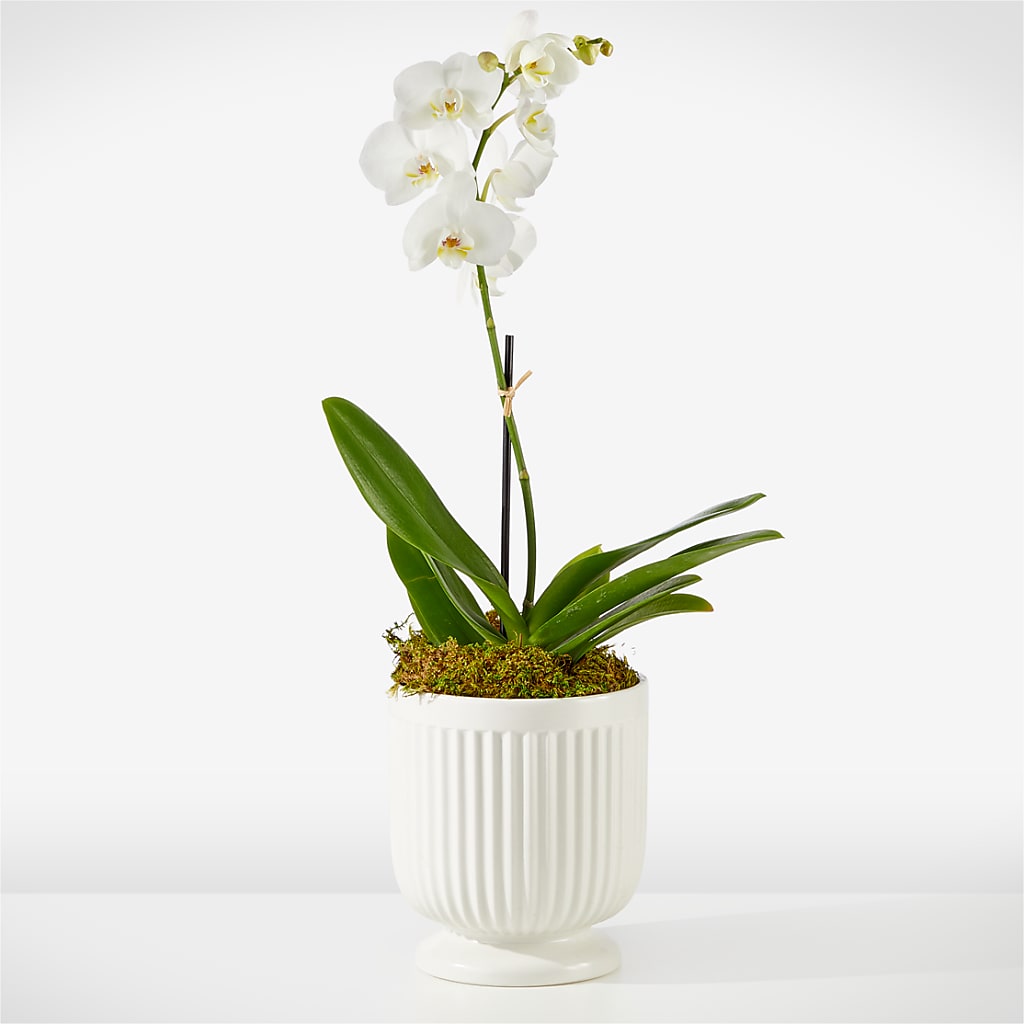 Whispering White Orchid – LESLIE'S FLOWERS & PARTY SUPPLIES, Howell NJ