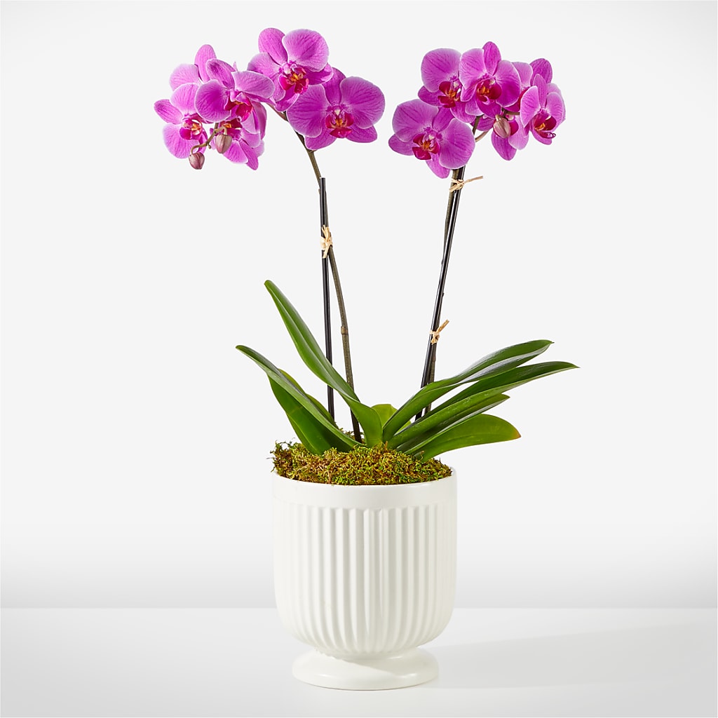 Friendly Fuchsia Orchid – LESLIE'S FLOWERS & PARTY SUPPLIES, Howell NJ