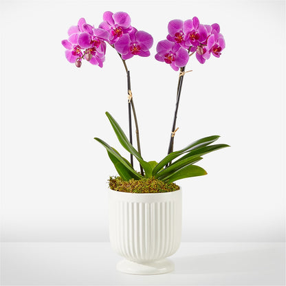 Friendly Fuchsia Orchid – LESLIE'S FLOWERS & PARTY SUPPLIES, Howell NJ