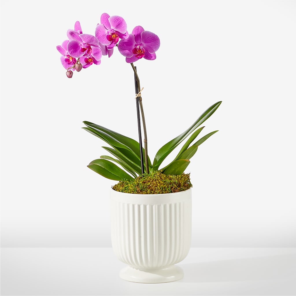 Friendly Fuchsia Orchid – LESLIE'S FLOWERS & PARTY SUPPLIES, Howell NJ