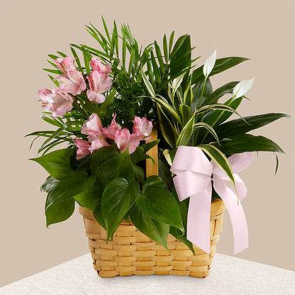 Living Spirit Dishgarden – LESLIE'S FLOWERS & PARTY SUPPLIES, Howell NJ