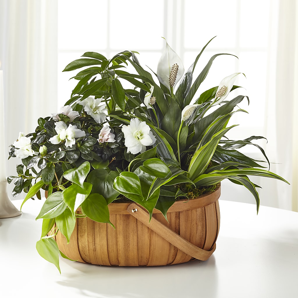 Serene Dishgarden – LESLIE'S FLOWERS & PARTY SUPPLIES, Howell NJ
