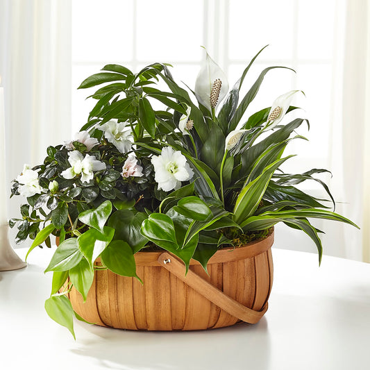 Serene Dishgarden – LESLIE'S FLOWERS & PARTY SUPPLIES, Howell NJ