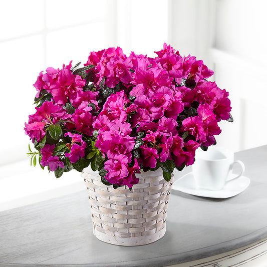 Hope & Serenity Azalea Plant – LESLIE'S FLOWERS & PARTY SUPPLIES, Howell NJ
