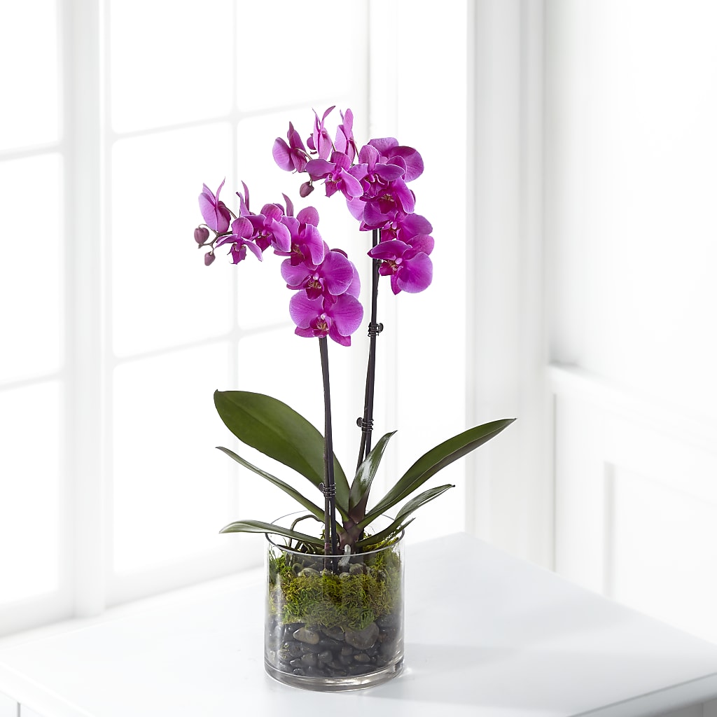 Pink Orchid Plant – LESLIE'S FLOWERS & PARTY SUPPLIES, Howell NJ