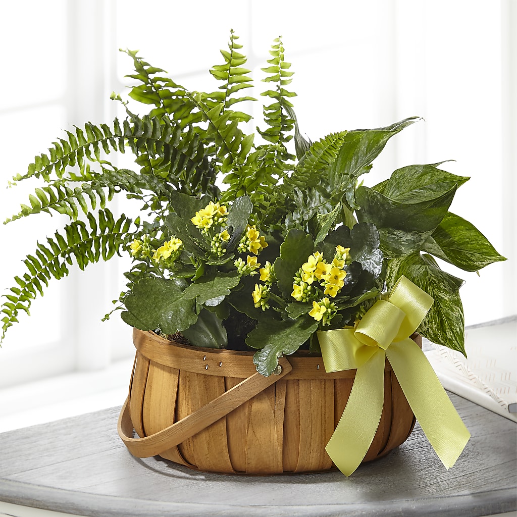 Always Dear Dishgarden – LESLIE'S FLOWERS & PARTY SUPPLIES, Howell NJ