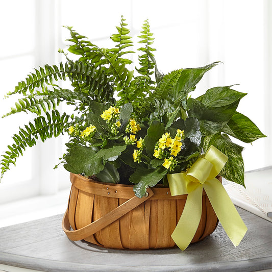 Always Dear Dishgarden – LESLIE'S FLOWERS & PARTY SUPPLIES, Howell NJ