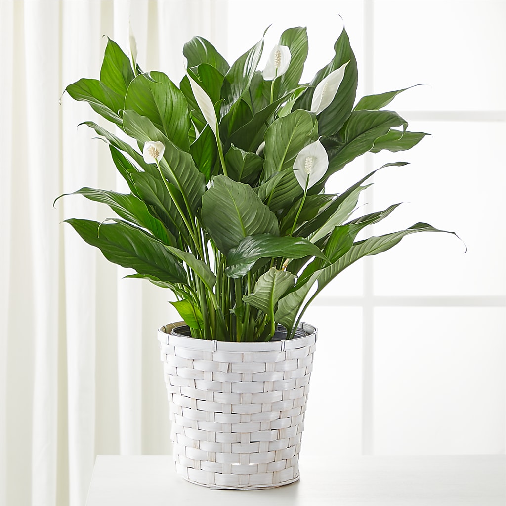 A New Leaf Peace Lily – LESLIE'S FLOWERS & PARTY SUPPLIES, Howell NJ
