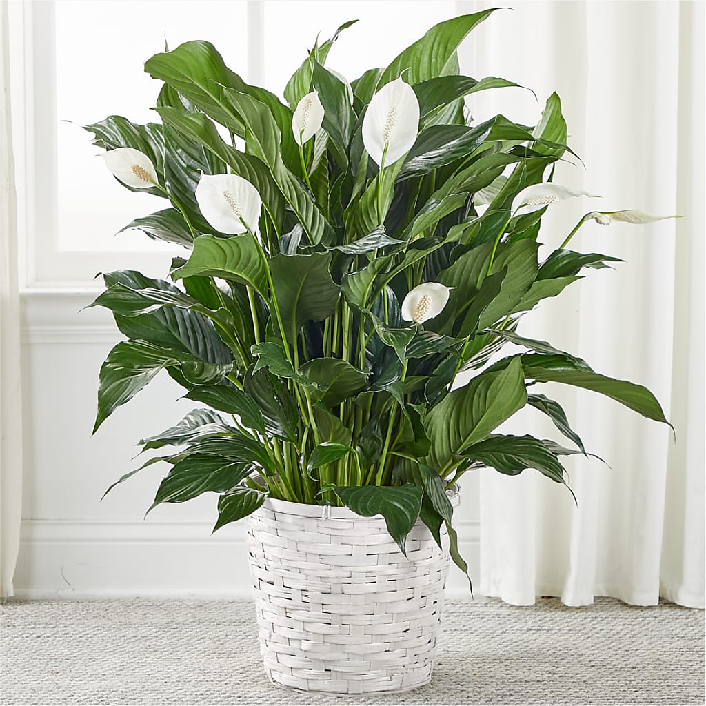 A New Leaf Peace Lily – LESLIE'S FLOWERS & PARTY SUPPLIES, Howell NJ