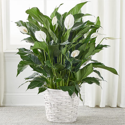 A New Leaf Peace Lily – LESLIE'S FLOWERS & PARTY SUPPLIES, Howell NJ
