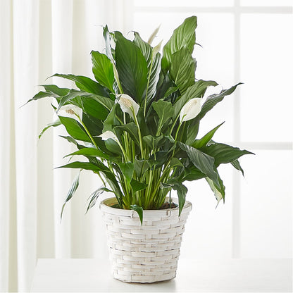 A New Leaf Peace Lily – LESLIE'S FLOWERS & PARTY SUPPLIES, Howell NJ
