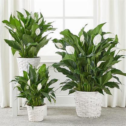 A New Leaf Peace Lily – LESLIE'S FLOWERS & PARTY SUPPLIES, Howell NJ
