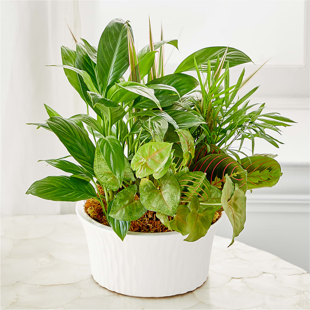 Balance & Harmony Dishgarden – LESLIE'S FLOWERS & PARTY SUPPLIES, Howell NJ