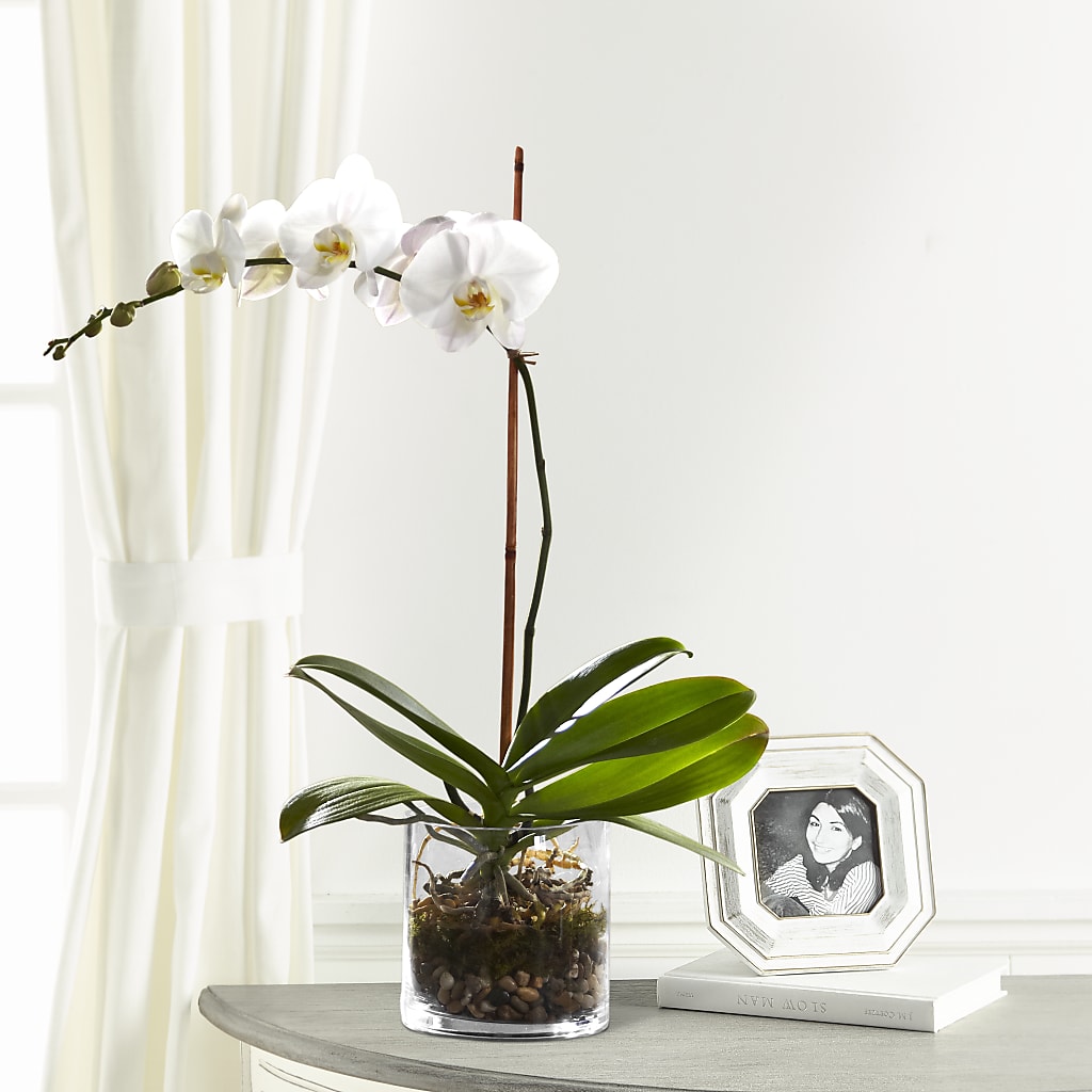 White Orchid Planter – LESLIE'S FLOWERS & PARTY SUPPLIES, Howell NJ