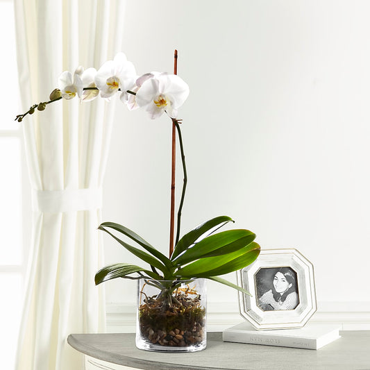 White Orchid Planter – LESLIE'S FLOWERS & PARTY SUPPLIES, Howell NJ