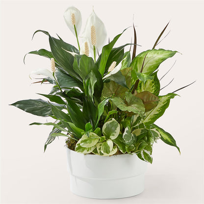 Radiating Positivity Dishgarden – LESLIE'S FLOWERS & PARTY SUPPLIES, Howell NJ